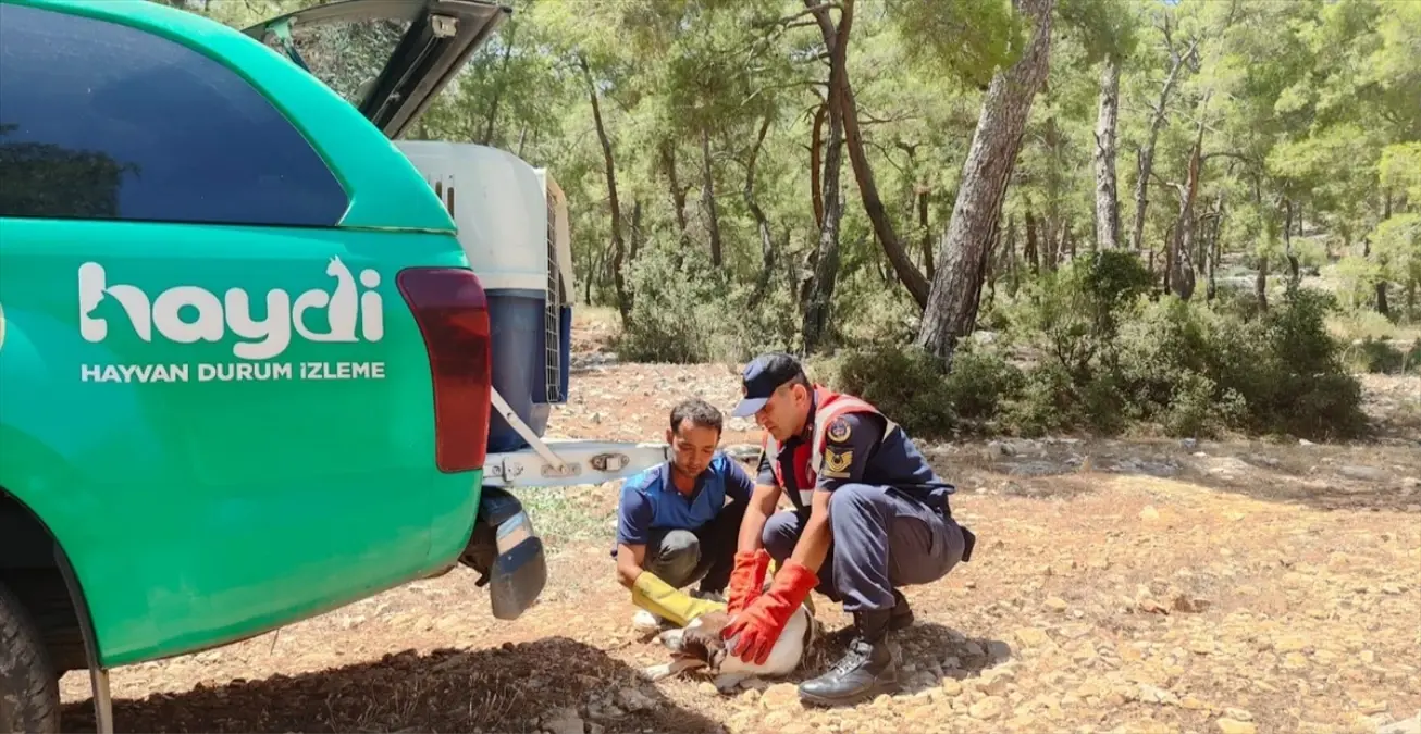 Finike\'de yaralı köpek ormanlık alanda bulundu