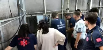 Avcılar'da Boruya Sıkışan 3 Yavru Kedi İtfaiye Tarafından Kurtarıldı