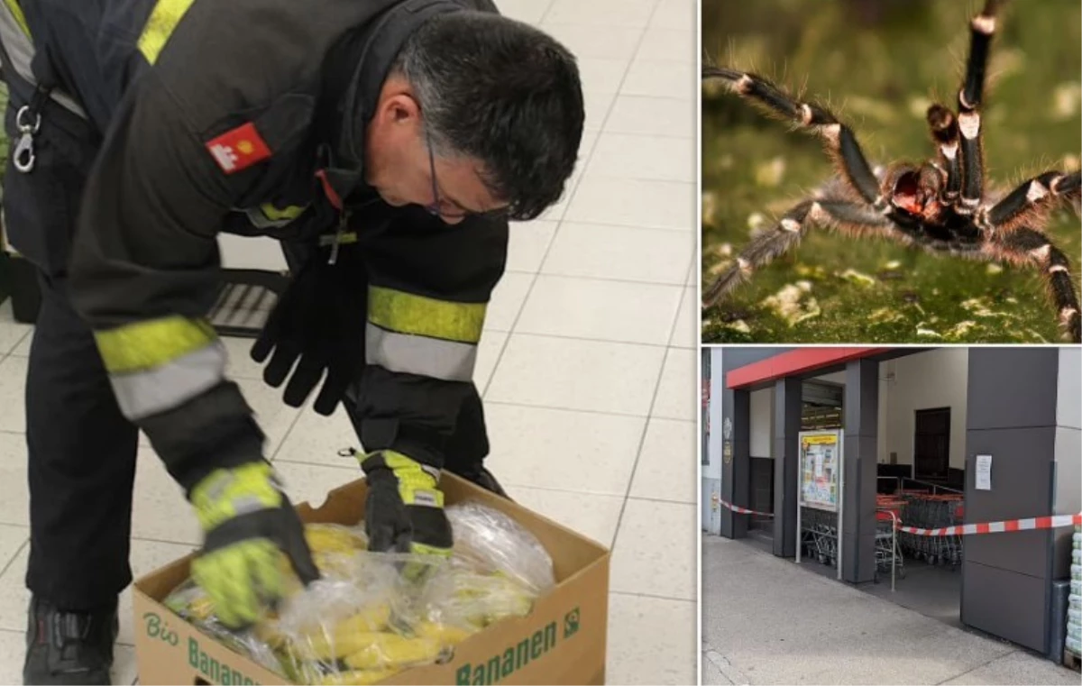Avutralya\'da bir süpermarket erkeklerde kalıcı ereksiyona sebep olan bir örümcekten dolayı kapatıldı
