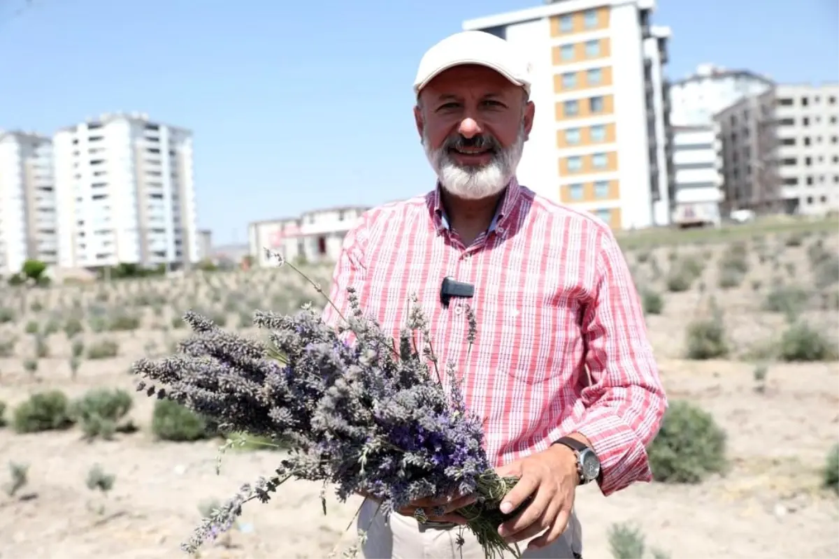 Kocasinan Belediyesi Lavanta Bahçesi Projesi ile Şehri Renklendiriyor