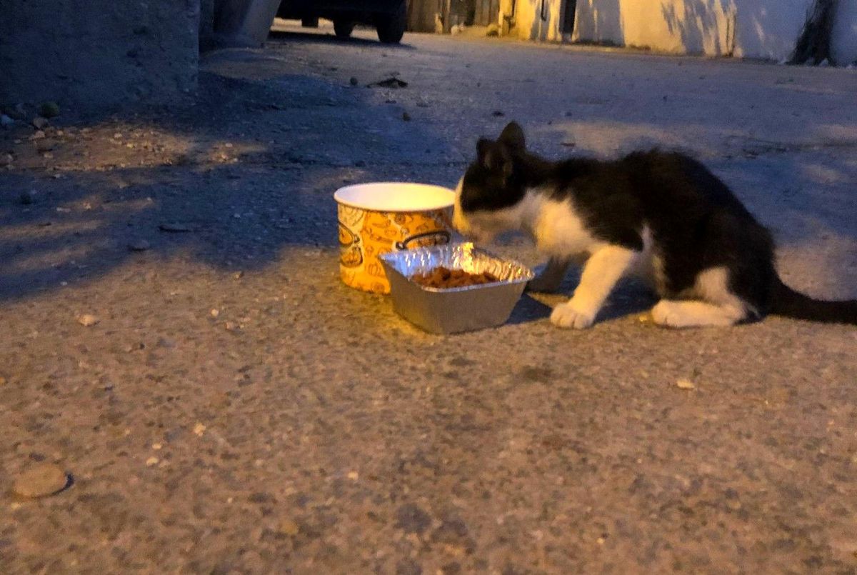 Kahramanmaraş\'ta Gönüllülerden Depremden Etkilenen Hayvanlara Mama Desteği
