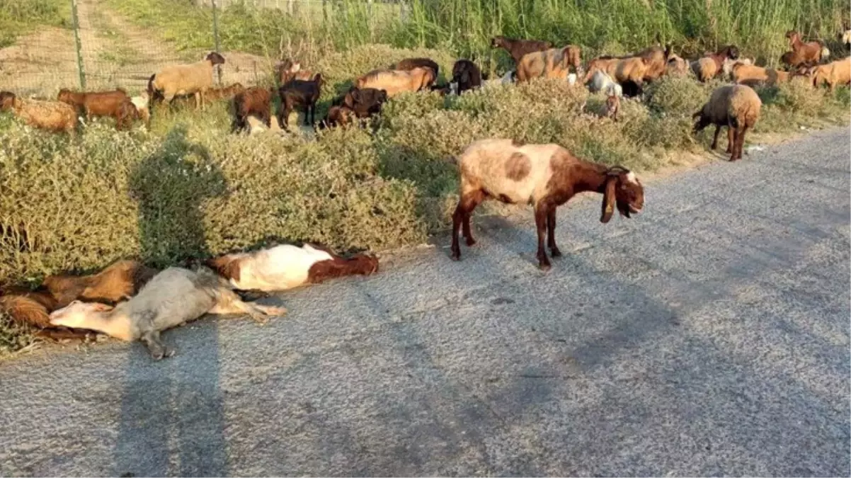 Mersin'de Otlayan 48 Küçükbaş Hayvan Öldü