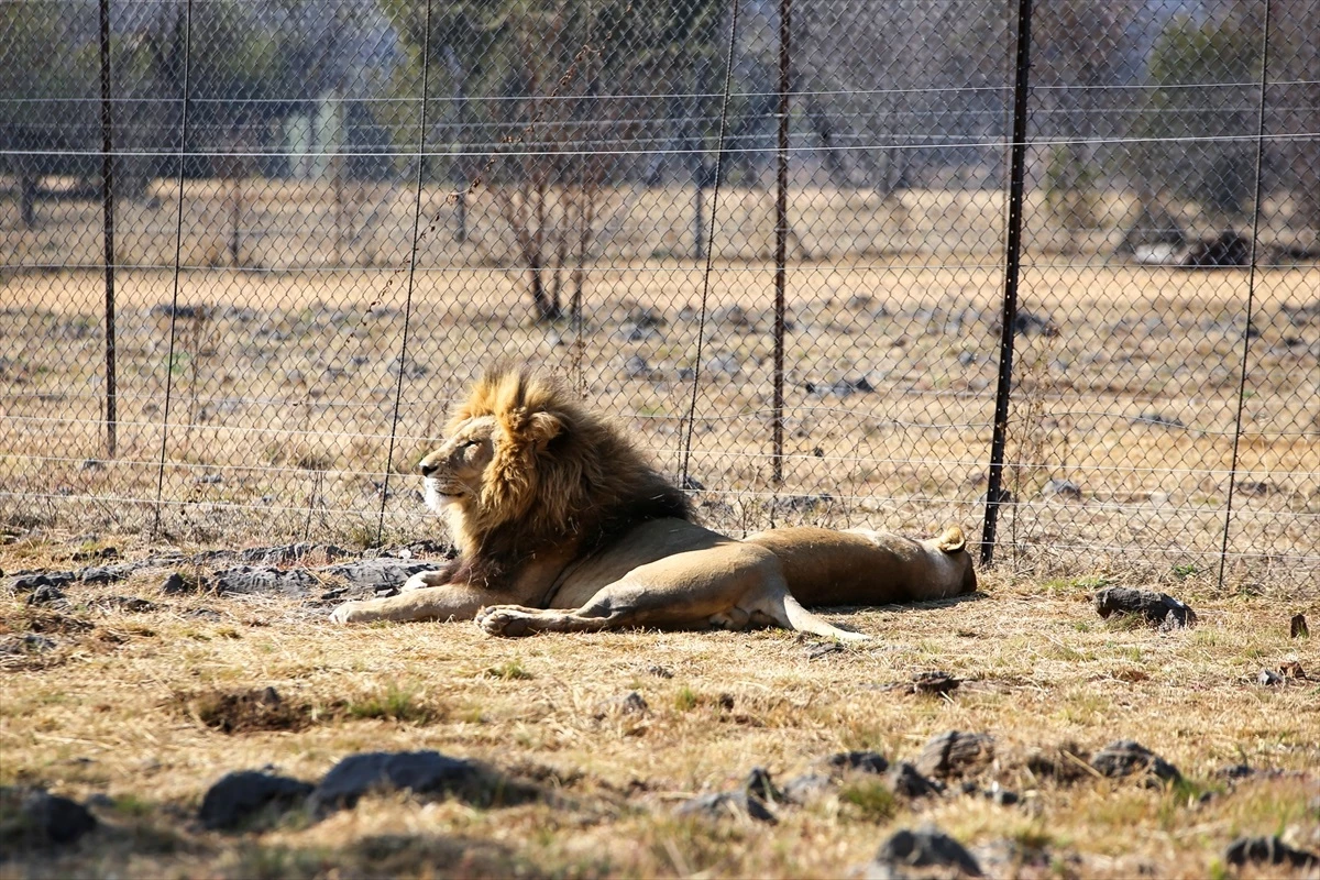 Güney Afrika\'da tartışmalı bir turizm sektörü: Tutsak aslan endüstrisi