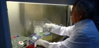 Göçmen Kuşlar Virüs Taşıma ve Bulaştırma Riski Taşıyor