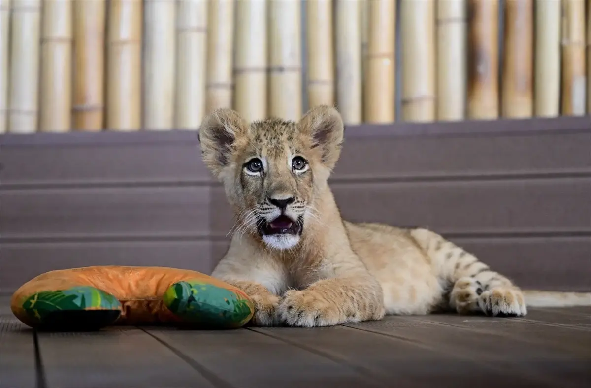 İstanbul\'daki Hayvanat Bahçesinde Nesli Tükenmekte Olan Aslanlar Üretiliyor