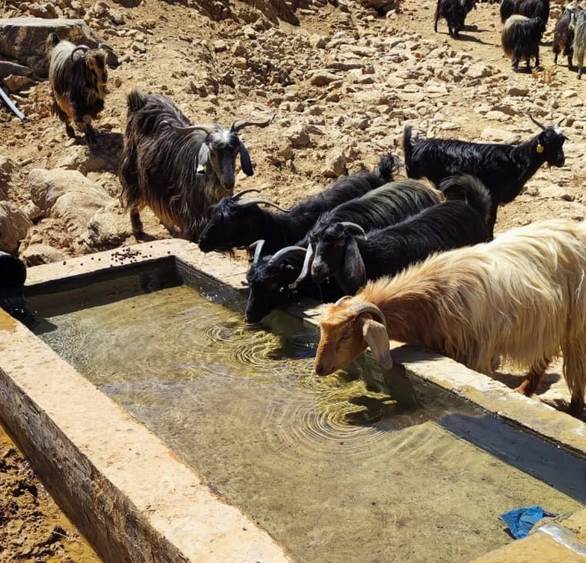 Siirt Şirvan\'da 70 Metrelik Betonarme Hayvan Su İçme Yalakları Tamamlandı
