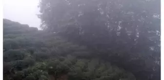 Trabzon'da Kamyonet Şarampole Devrildi: 3 Ölü, 1 Yaralı