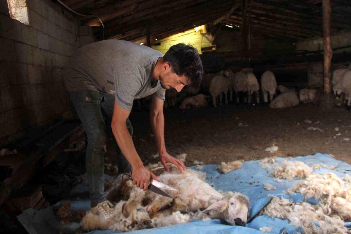 Erzincan\'da Koyunların Yünleri Çöpe Atılıyor