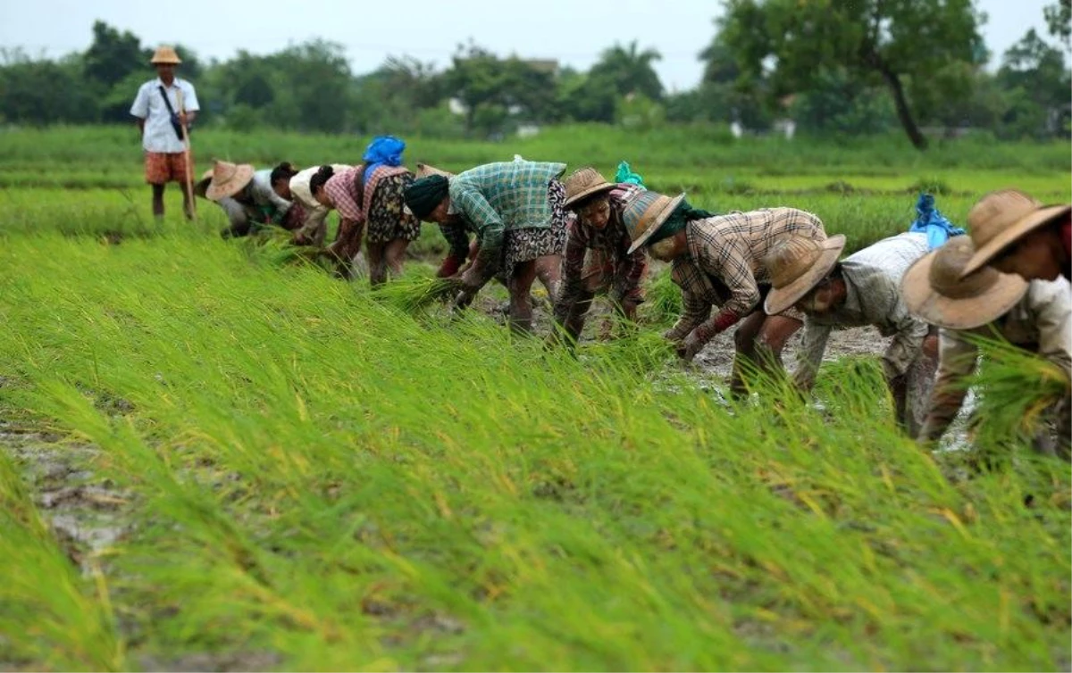 Myanmar\'da Çiftçiler Muson Hasadı İçin Hazırlık Yapıyor