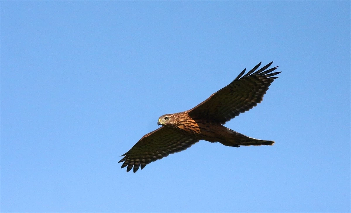 Kocaeli Gebze\'deki Tabiat Parkı Kuş Gözlemcilerine Nadir Türlerin İzini Sürme Fırsatı Sunuyor