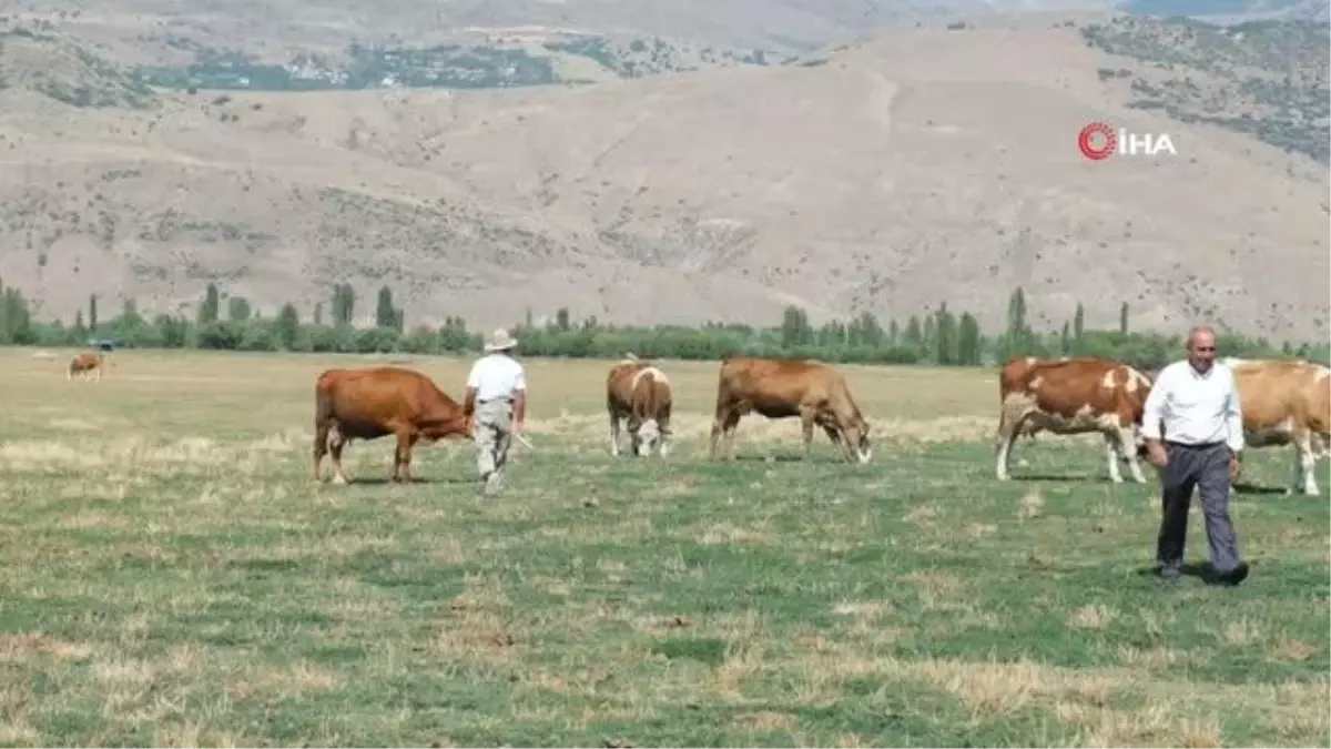 Besiciler, sıcaktan etkilenen büyükbaş hayvanlarını gölette serinletiyor