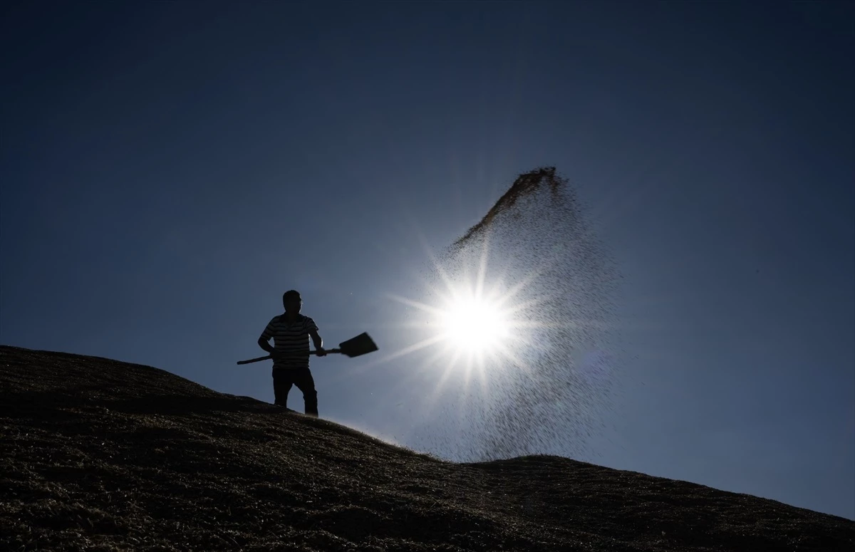 Ankara\'da Çiftçiler, Sıcak Havaya Rağmen Tarlada Mesailerini Sürdürüyor