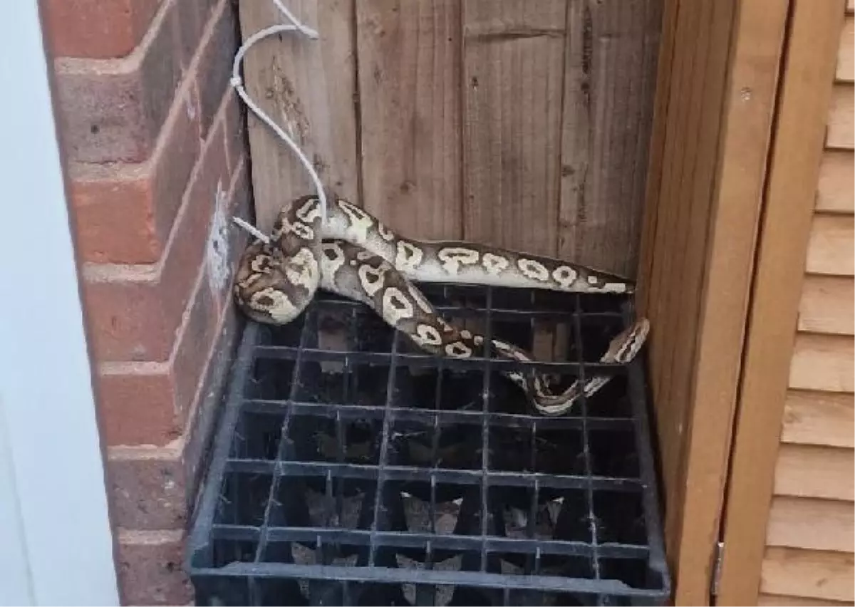 Londra\'da kayıp kraliyet pitonu sahibini arıyor