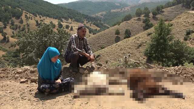 Muş'ta Kurtlar Tarafından Saldırıya Uğrayan Koyun Sürüsü