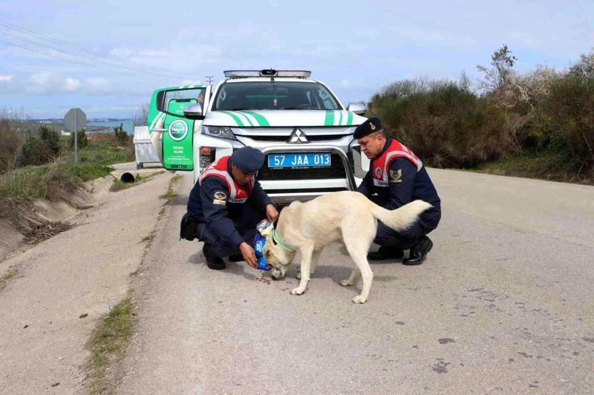 Sinop İl Jandarma Komutanlığı HAYDİ Timi Sokak Hayvanlarını Besledi