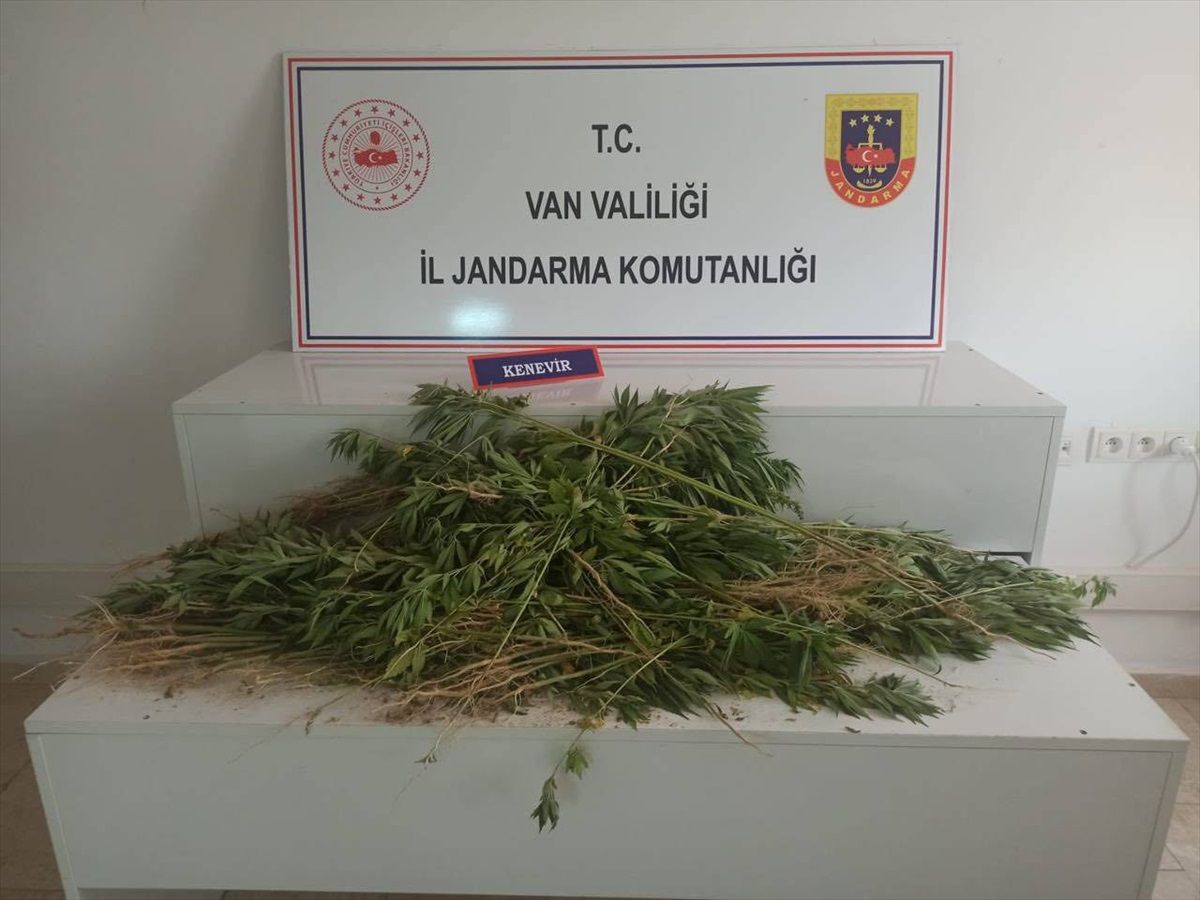 Van\'ın Erciş ilçesinde 237 kök Hint keneviri ele geçirildi