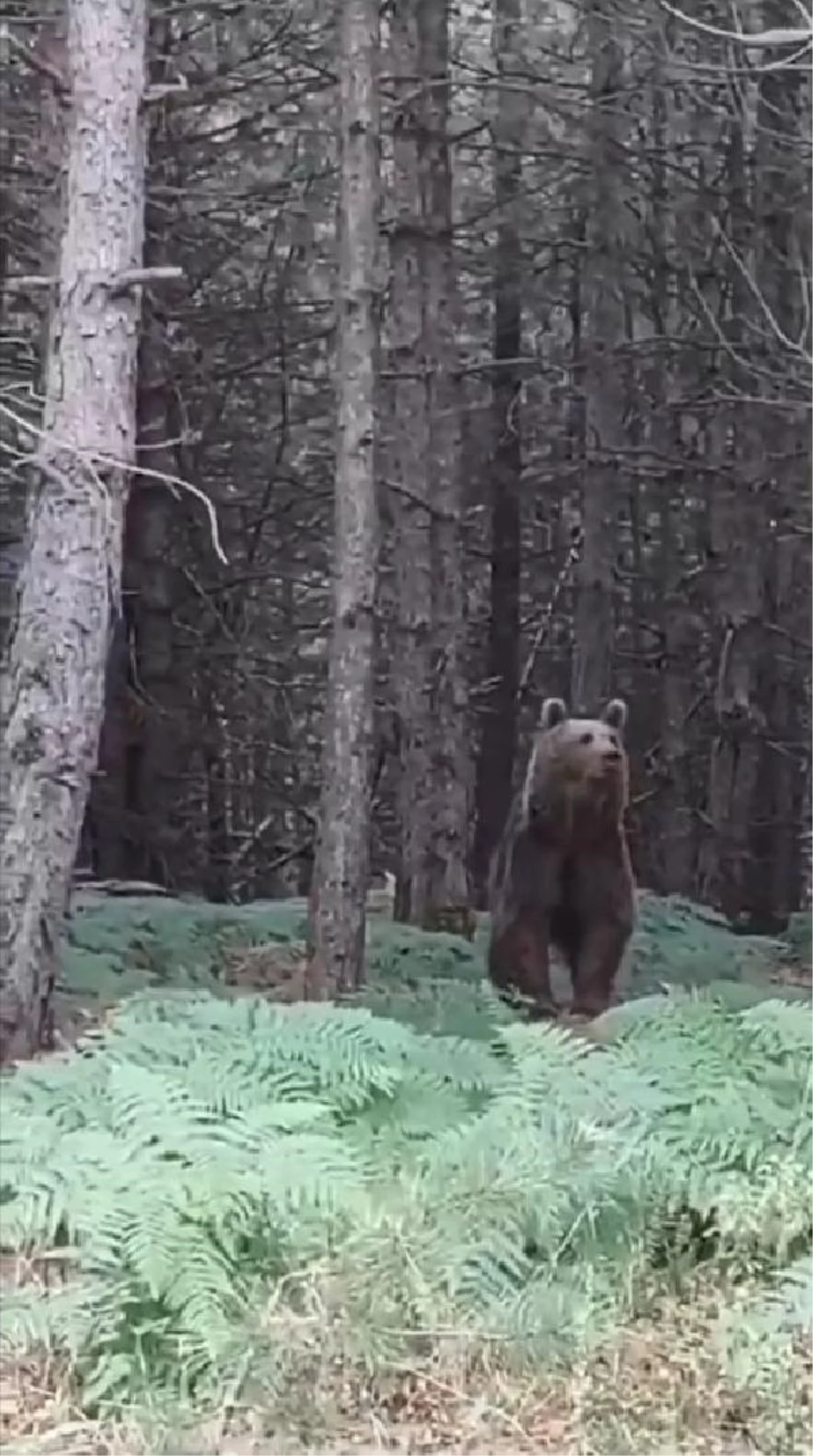 Yalova\'da ormandan inen ayı ve yavrusu görüntülendi