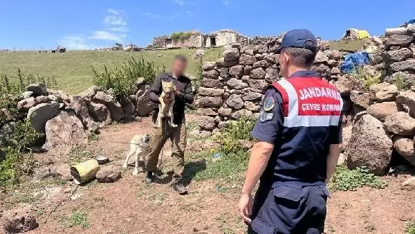 Yavru kurt için 'satılık' ilanı veren vatandaş bedelini ağır ödedi