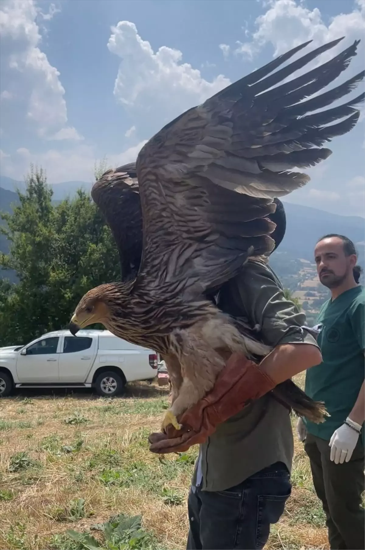 Bolu\'da Yaralı Şah Kartalı Tedavi Edilerek Doğal Yaşam Alanına Bırakıldı