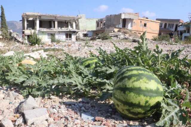 Deprem enkazında yetişen kavun ve karpuzlarına hasasına başlandı Deprem enkazında yetişen kavun ve karpuzlarına hasasına başlandı