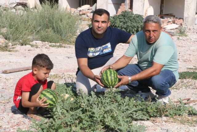 Deprem enkazında yetişen kavun ve karpuzlarına hasasına başlandı Deprem enkazında yetişen kavun ve karpuzlarına hasasına başlandı