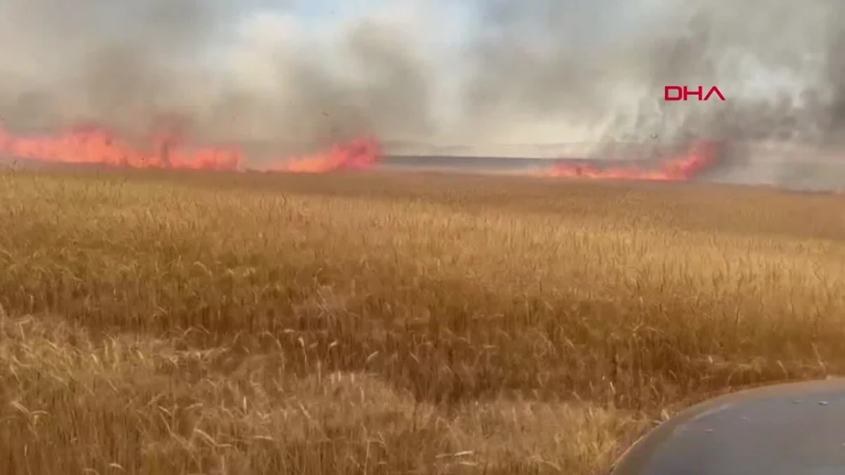Sivas\'ta çıkan yangında 2 bin 250 dönüm ekili arazi zarar gördü
