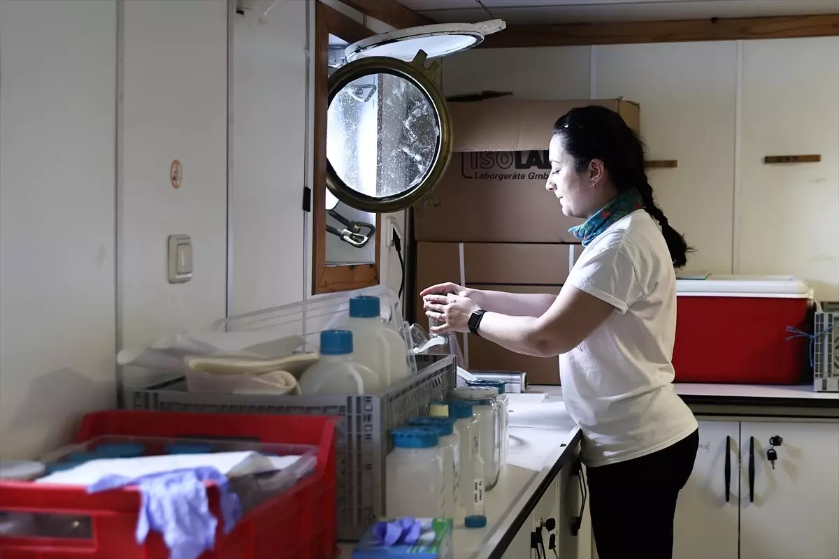 İstanbul Boğazı\'ndan Marmara Denizi\'ne taşınan taraklı medüz, balık stoklarında azalmalara sebep oluyor