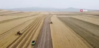 Kars'ta Arpa Hasadı Başladı