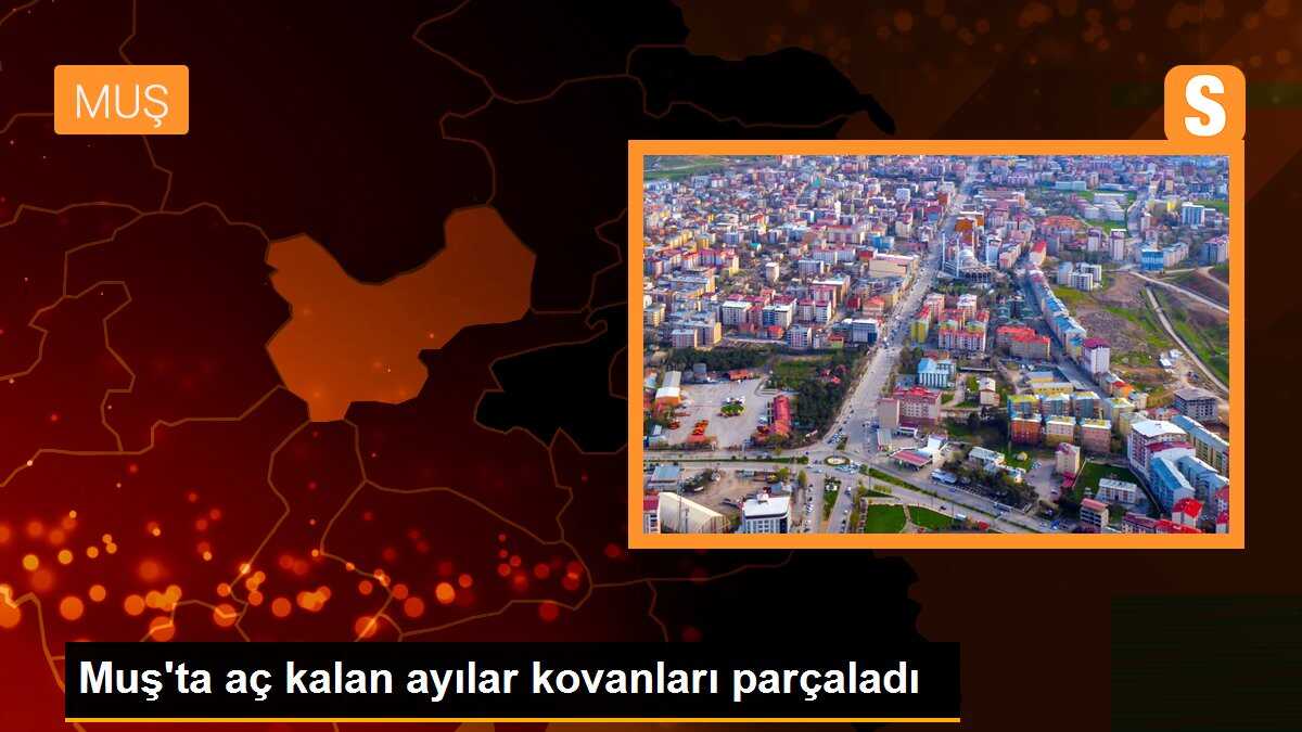 Muş\'ta aç kalan ayılar kovanları parçaladı