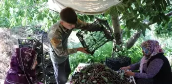 Niğde'de Sezonun Son Kiraz Hasadı Başladı