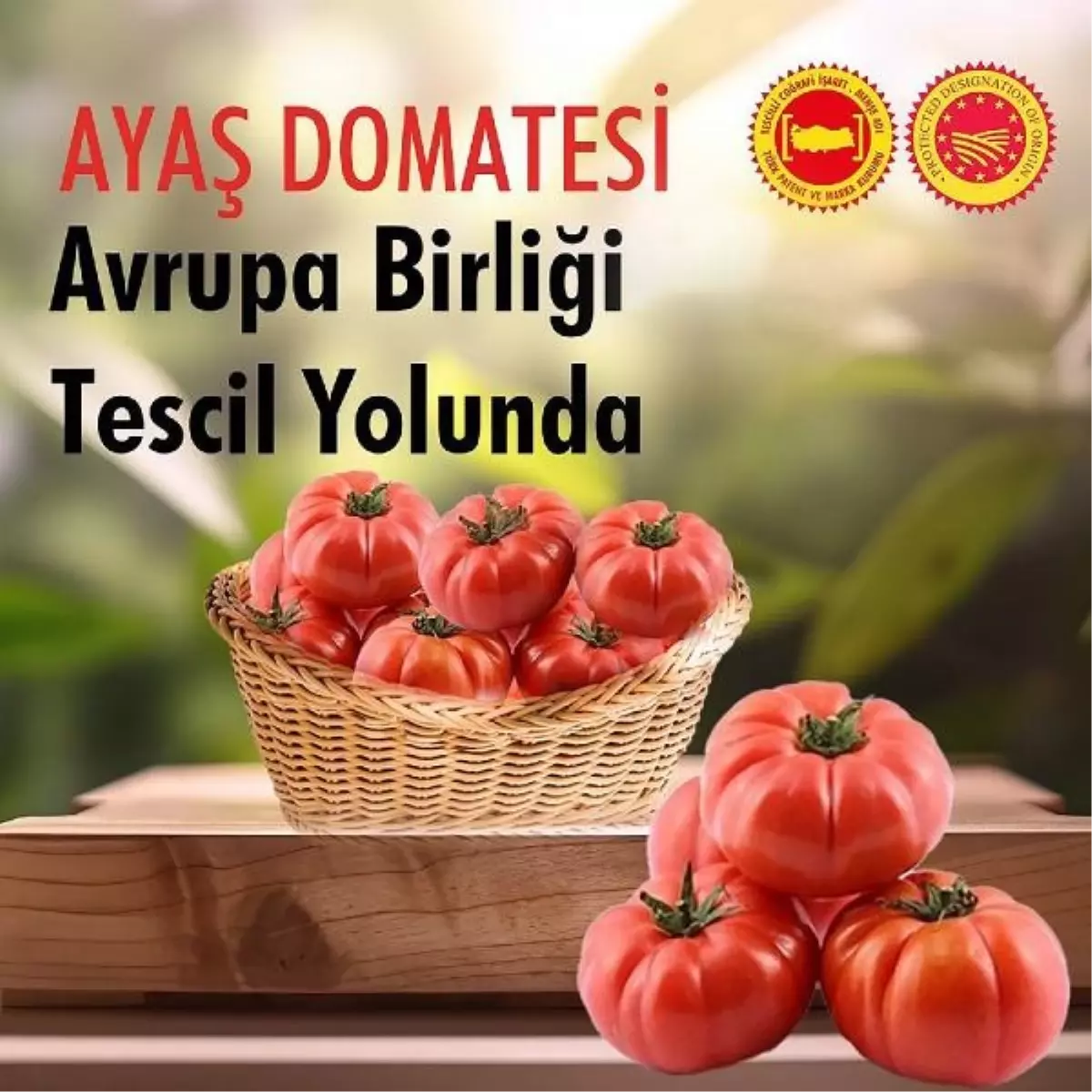 Ayaş Domatesi AB\'de Tescil İçin Son Aşamaya Gelindi