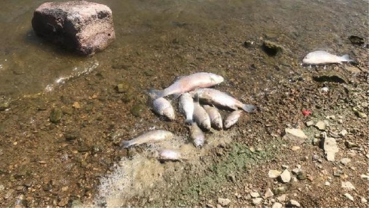 Boğazköy Barajı\'nda Balık Ölümleri Endişe Yarattı