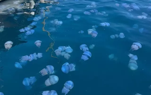 İzmir Körfezi ve Foça'da Deniz Anası Yoğunluğu