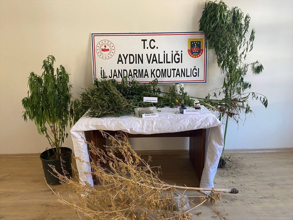 Aydın\'da Hint keneviri yetiştiricileri yakalandı