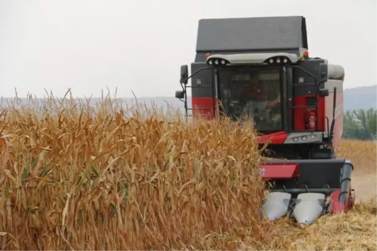 Kozan'da mısır hasadı başladı, çiftçiler taban fiyatının açıklanmasını bekliyor