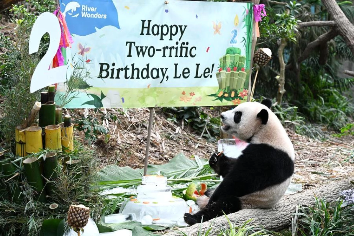 Albüm: Singapur Doğumlu Dev Panda Le Le İkinci Yaş Gününü Kutladı