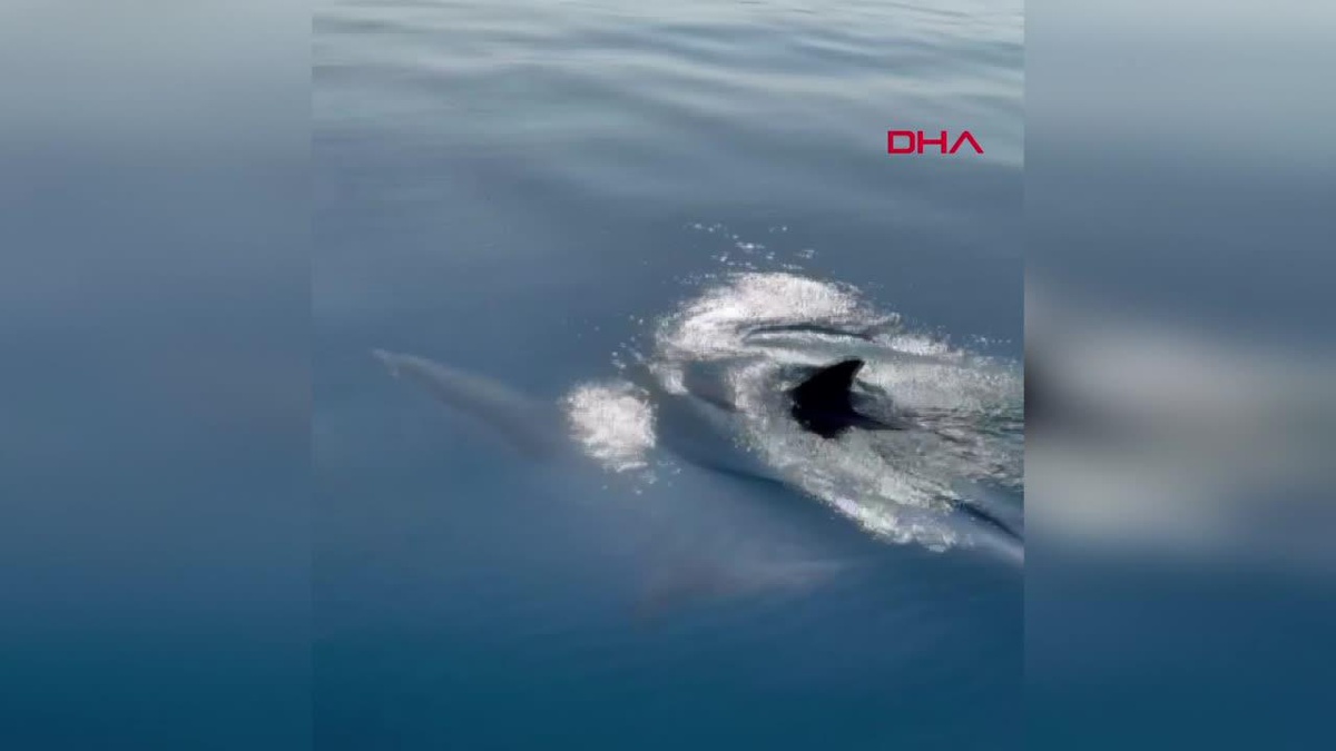 Kuşadası açıklarında yunusların gösterisi