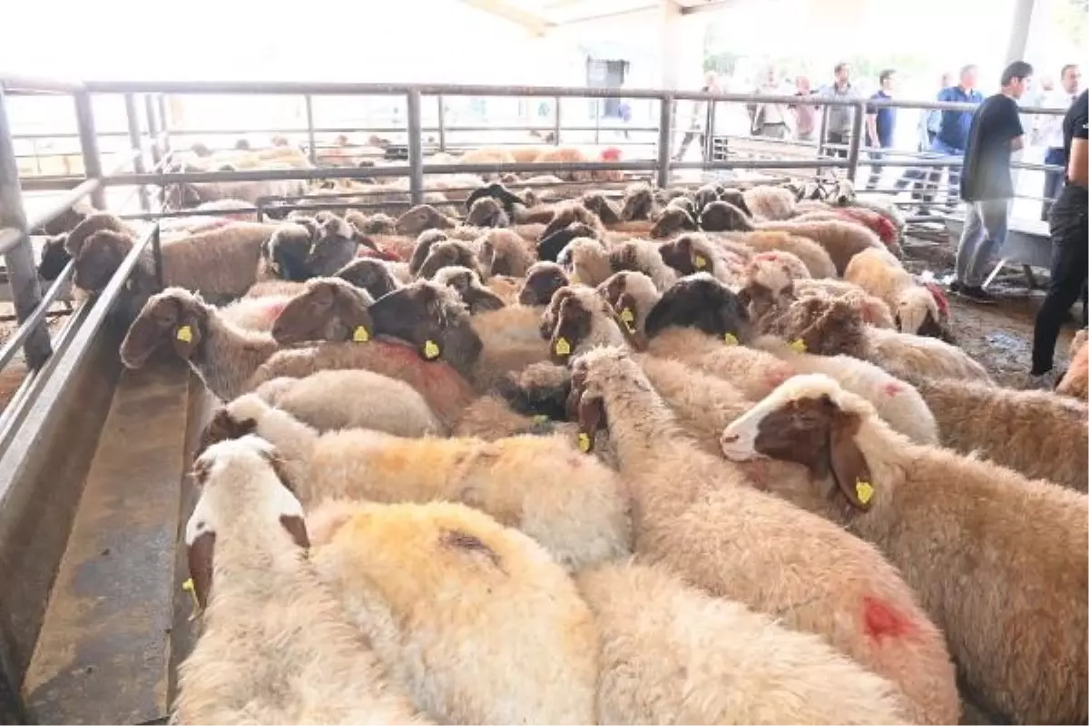 Depremzedelere küçükbaş hayvan dağıtıldı