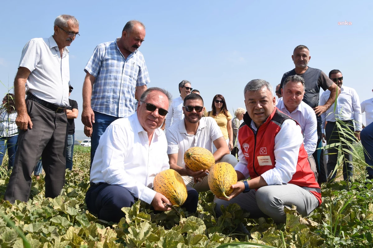 Foça\'da Kavun Hasat Şenliği Düzenlendi