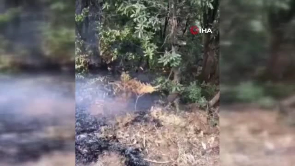Hakkari\'deki orman yangını kontrol altına alındı