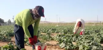 MHP'li Belediye Başkanı, Belediyeye Ait Tarlada Ürettiği Ürünleri Halka Ucuza Satıyor