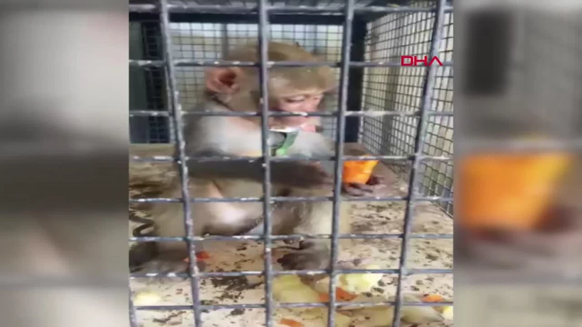 Kırıkkale\'de Yasa Dışı Yollarla Yurda Sokulan Örümcek Maymunu Ele Geçirildi