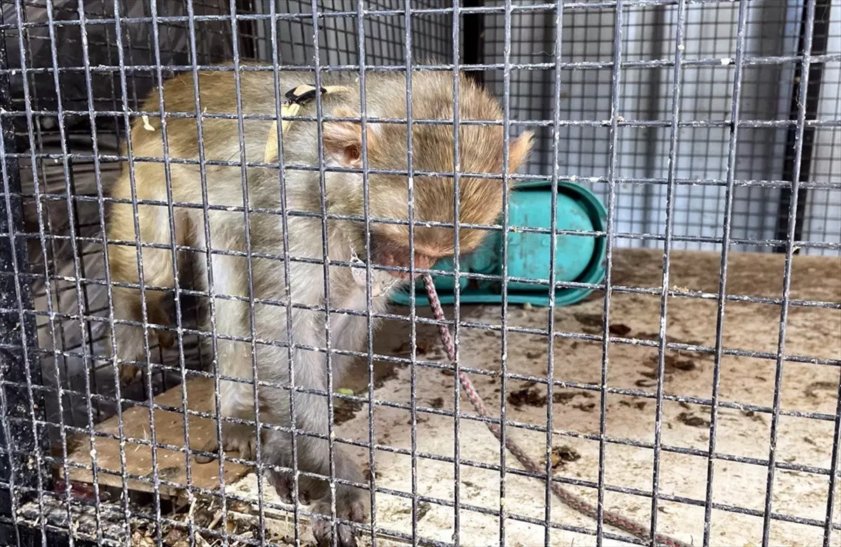 Kırıkkale\'de Yasa Dışı Yollardan Yurda Sokulan Örümcek Maymunu Ele Geçirildi