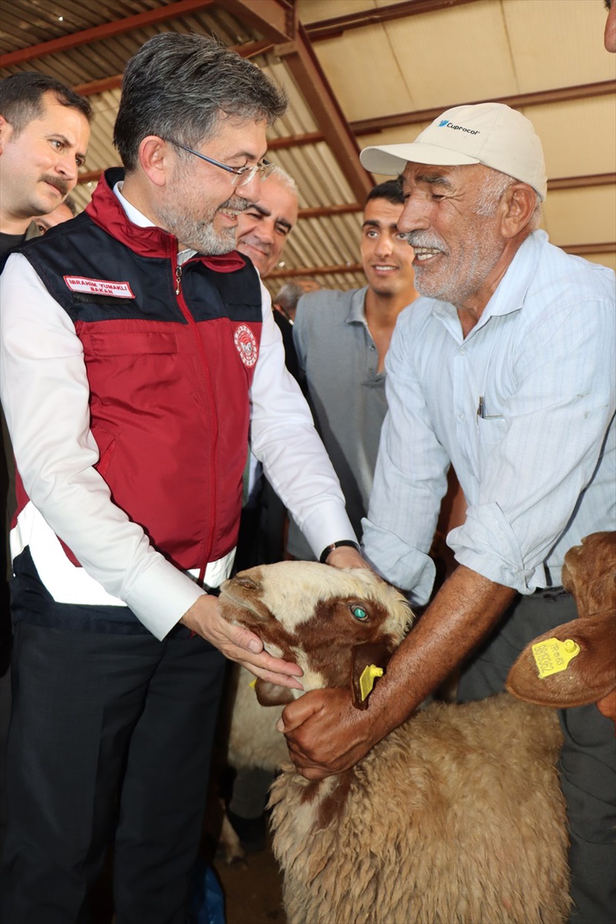 Tarım ve Orman Bakanlığı, depremzede besicilere TİGEM\'in üst düzey hayvanlarını dağıtıyor