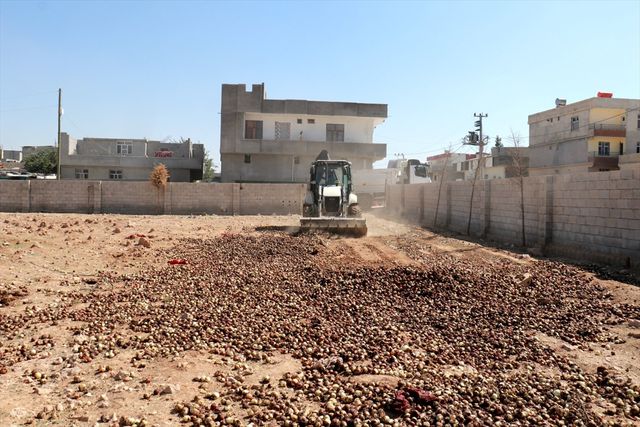 Akçakale'de 4 Ton Çürümüş Soğan İmha Edildi Akçakale'de 4 Ton Çürümüş Soğan İmha Edildi