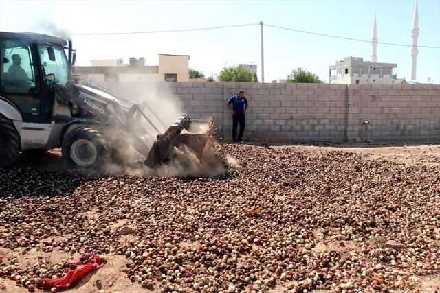Akçakale'de 4 Ton Çürümüş Soğan İmha Edildi Akçakale'de 4 Ton Çürümüş Soğan İmha Edildi