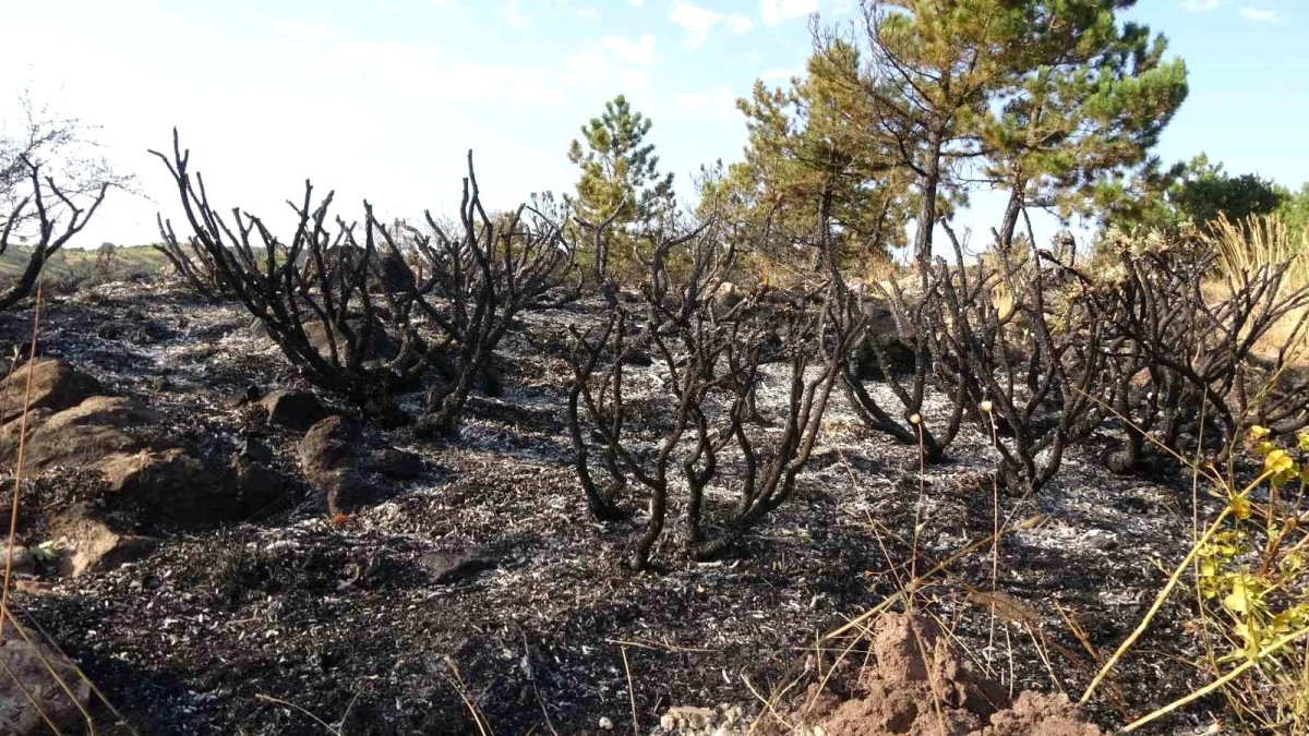 Çankırı Şabanözü\'nde Orman Yangını Söndürüldü