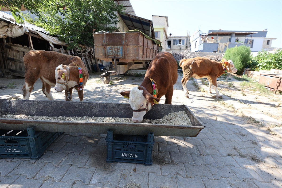 Gaziantep\'te üçüz doğan buzağılara özenle bakılıyor