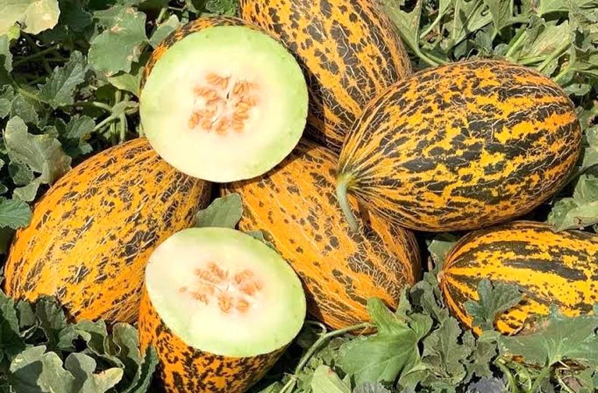 Medetli Köyü Kavunları Bu Yıl Yok Satıyor