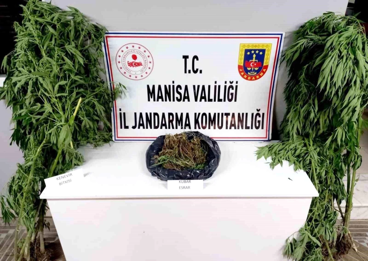 Manisa\'da yapılan operasyonda 693 kök kenevir bitkisi ve 320 gram kubar esrar ele geçirildi